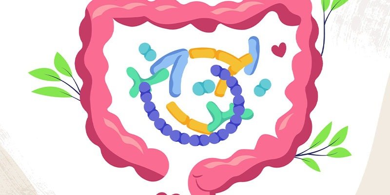 Sweeteners have no effect on the intestinal microbiome